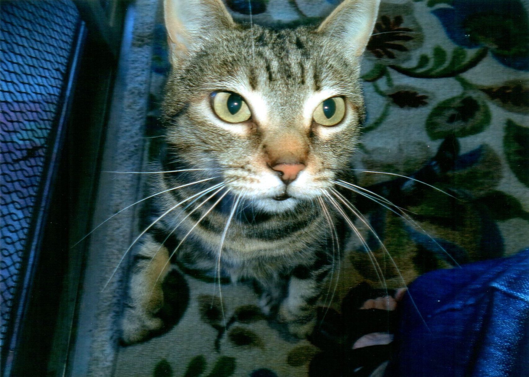 Pic of the Litter: Crissy Snowden